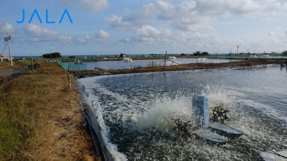 Wajib Dipantau: 7 Data Air Kolam pada Budidaya Udang Vaname