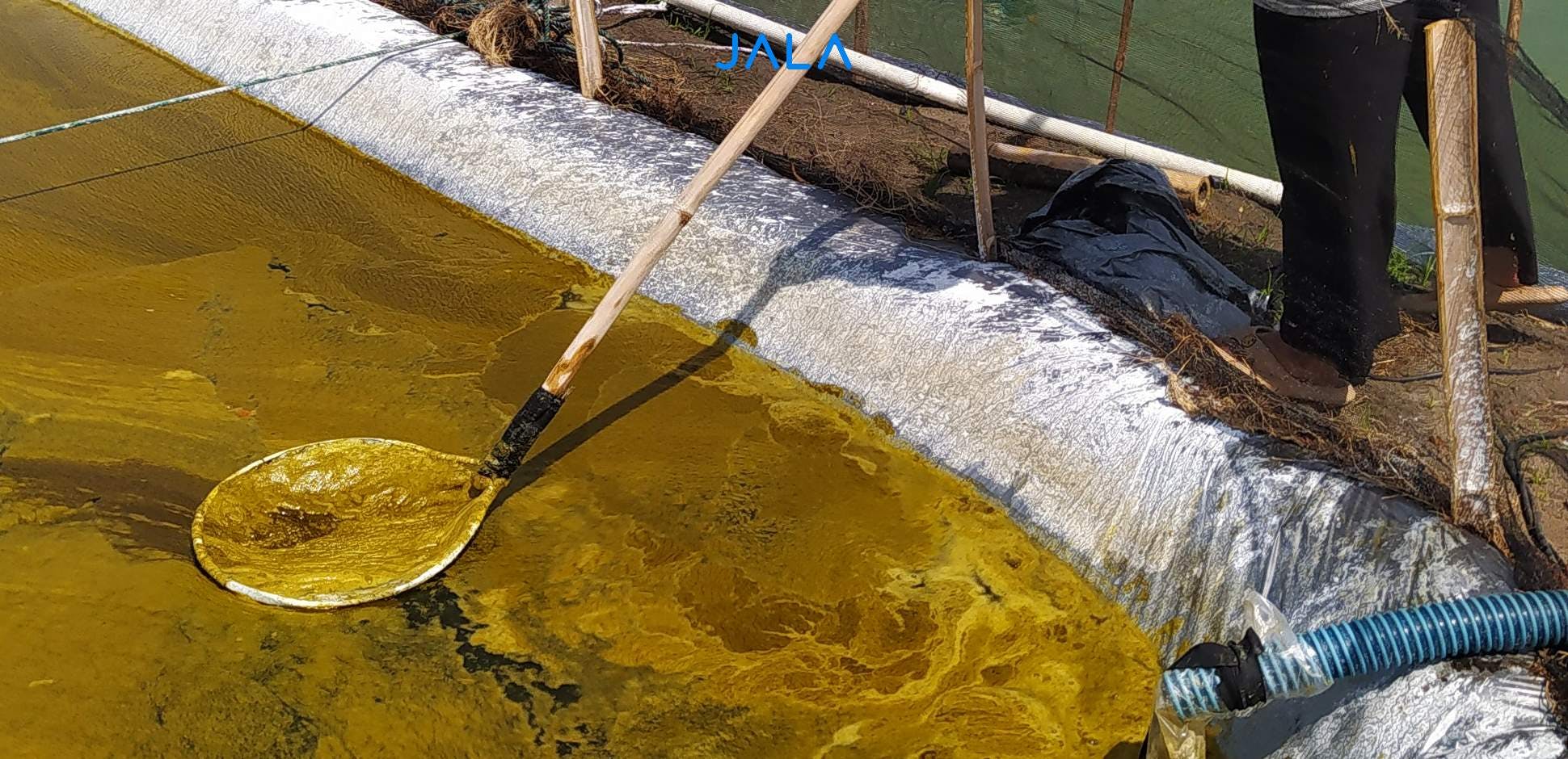 Penyebab dan Pencegahan Blooming Algae di Tambak Udang, Petambak Wajib Waspada!