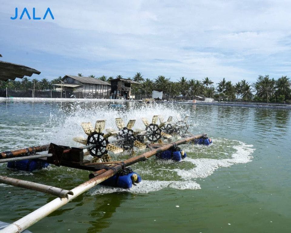 get-to-know-the-immune-system-and-immunostimulants-in-shrimp-farming.jpg