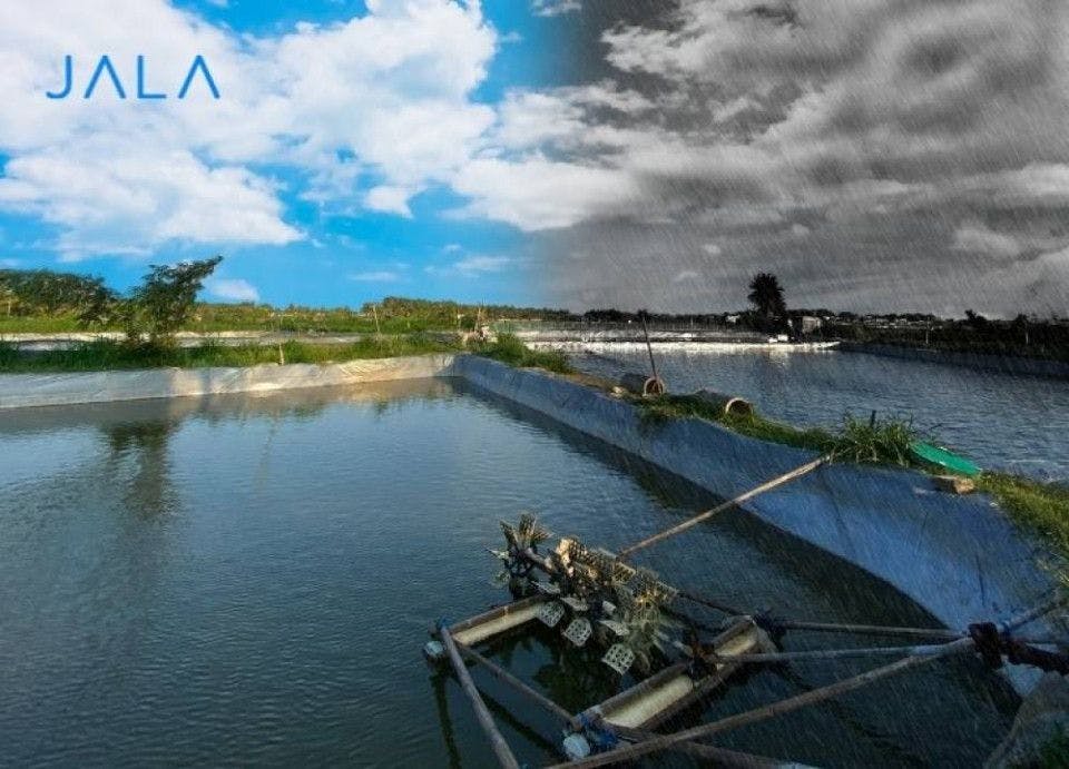 What Factors Affect the Survival Rate and Productivity of Shrimp Farming? Find Out Here!