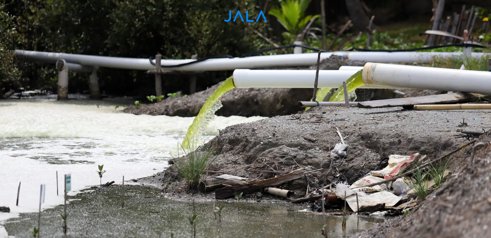 Budi Daya Udang Makin Aman, Ini Panduan Lengkap Pengelolaan Limbah