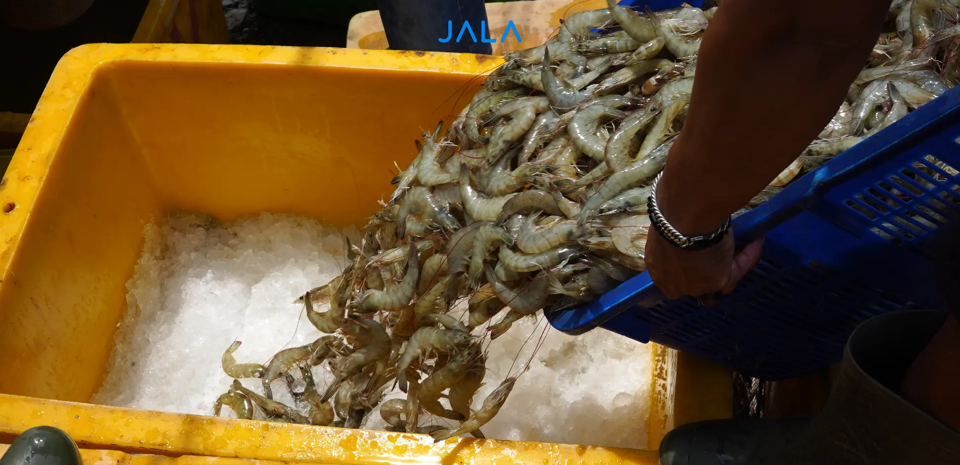 Complete Tips for Successful Shrimp Harvesting: How’s the Process and Planning?