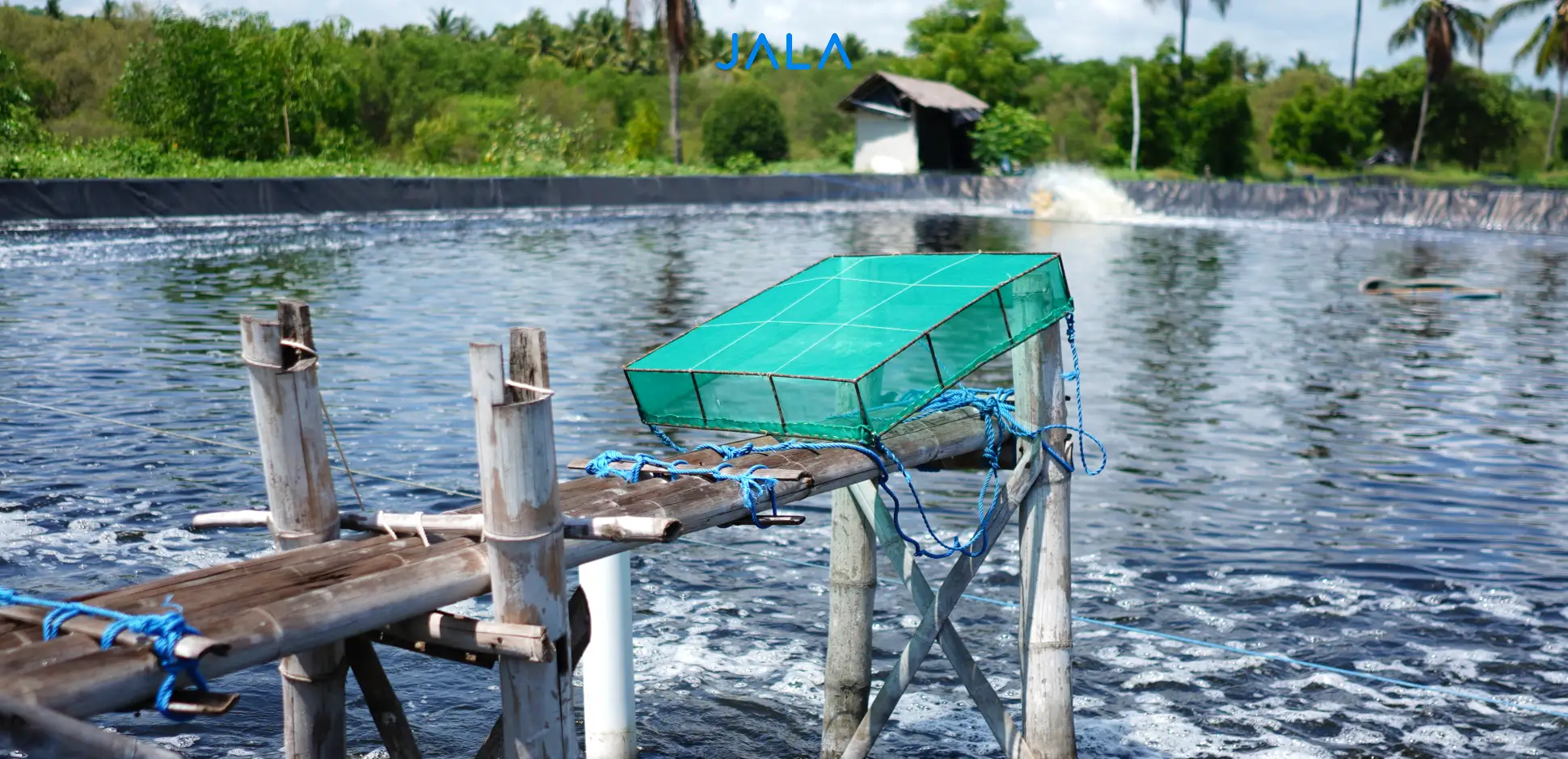 How to Manage A Shrimp Farm Properly