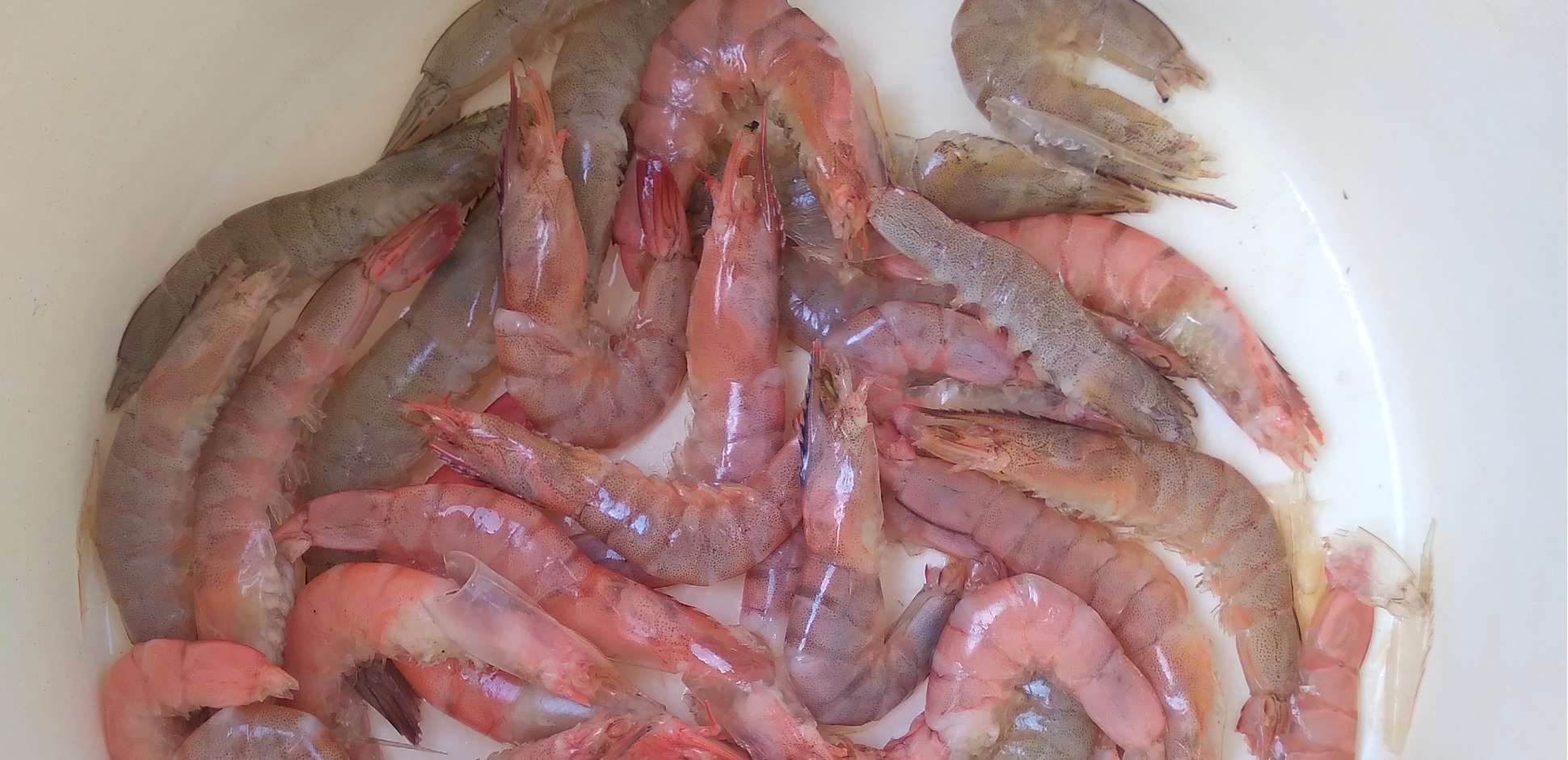 Mencatat Jumlah Kematian Udang, Buat Apa?