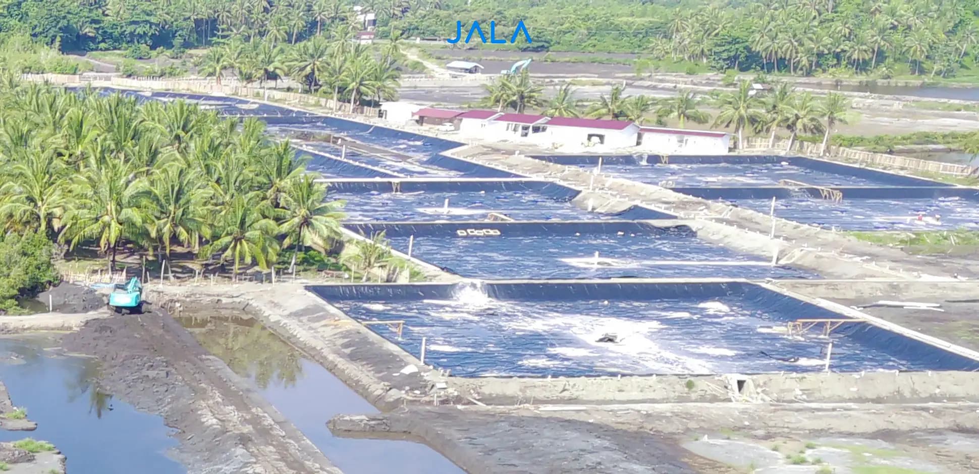 The Positive Impacts of Shrimp Farms for the Environment