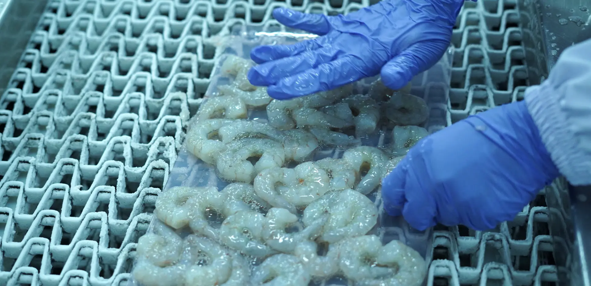 Cover - Fakta Nutrisi Udang JALA.webp
