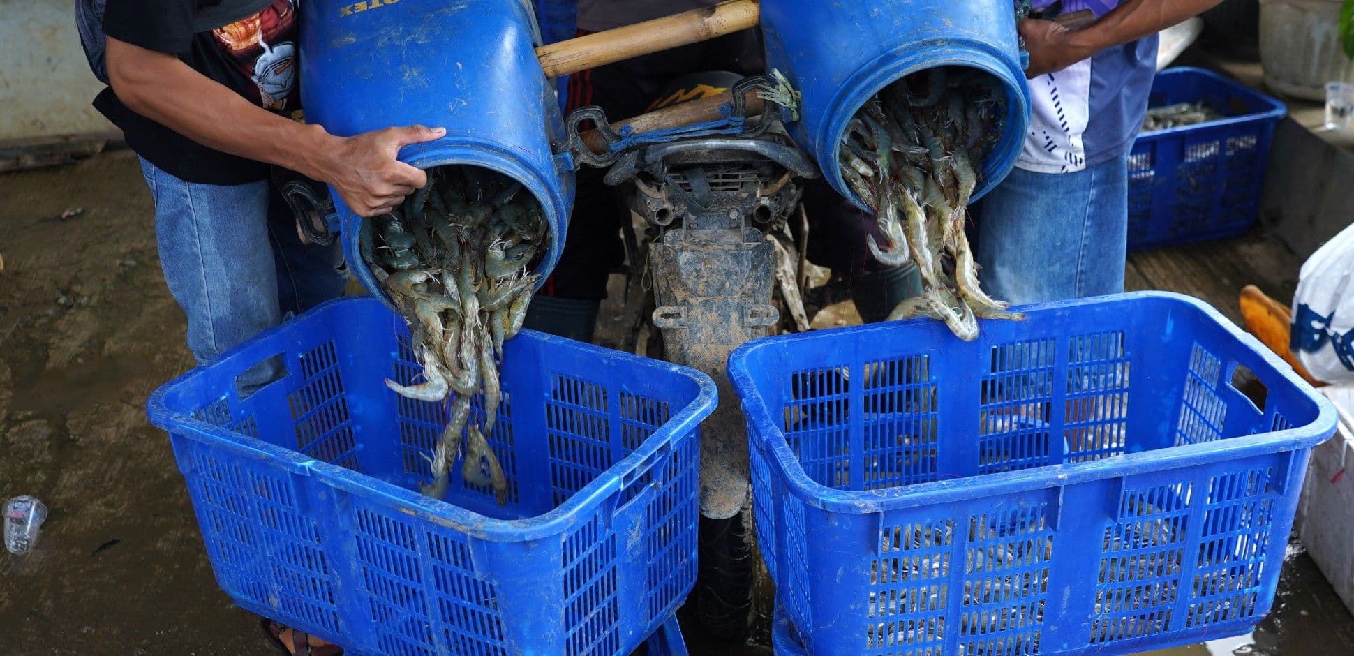 Harga Udang Kembali Anjlok, Petambak Jangan Panic Harvest