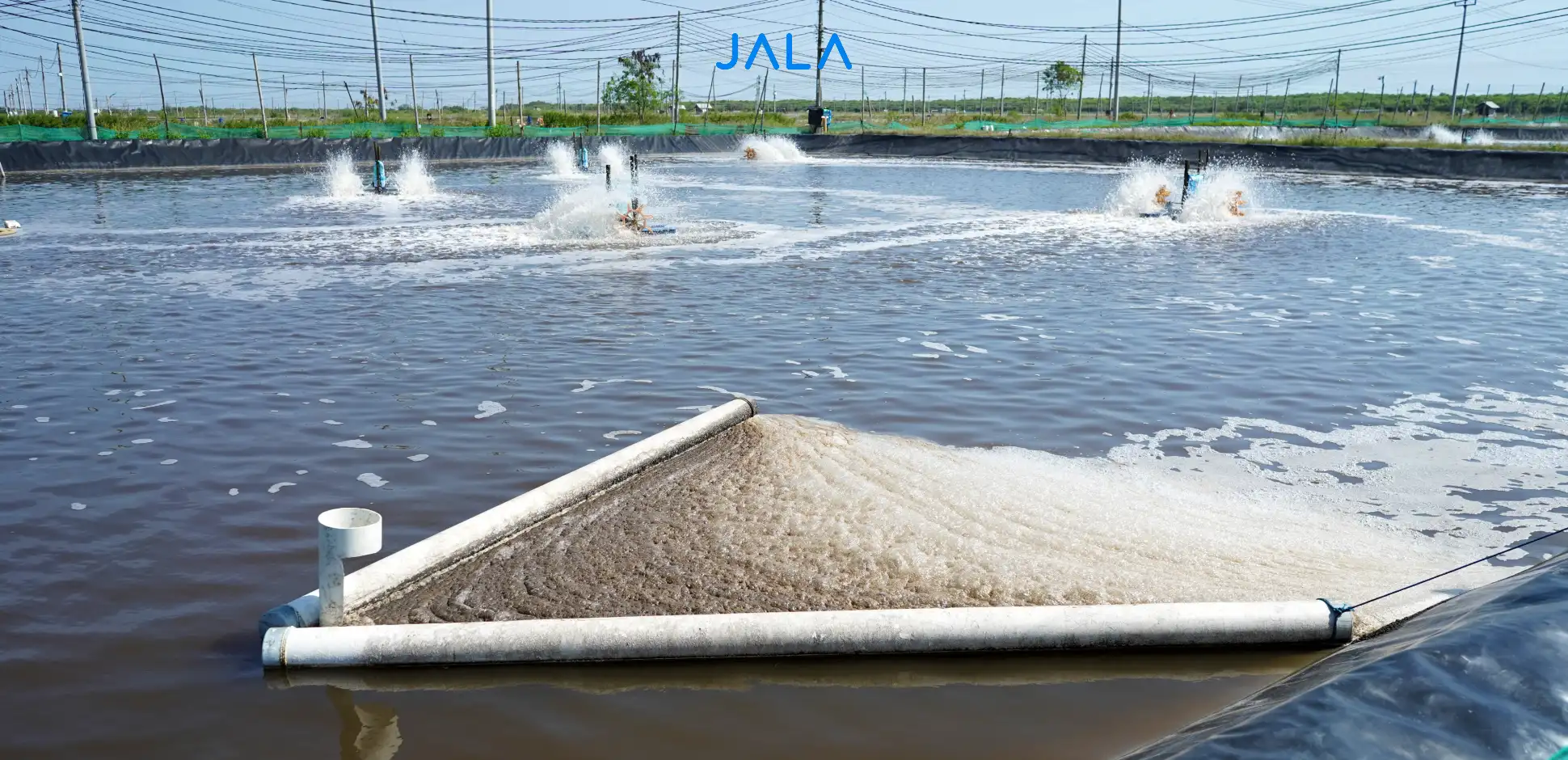 Apa itu Klekap, Perannya di Dalam Tambak, dan Cara Mengatasinya