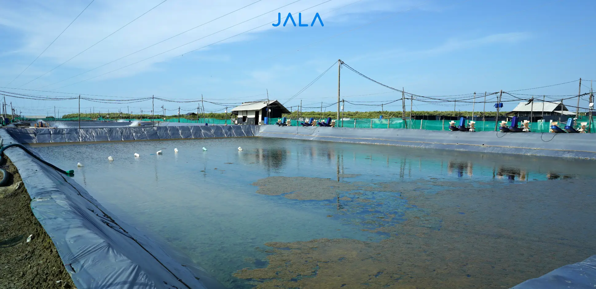 Steps in Shrimp Farm Preparation [Complete dan Detailed]