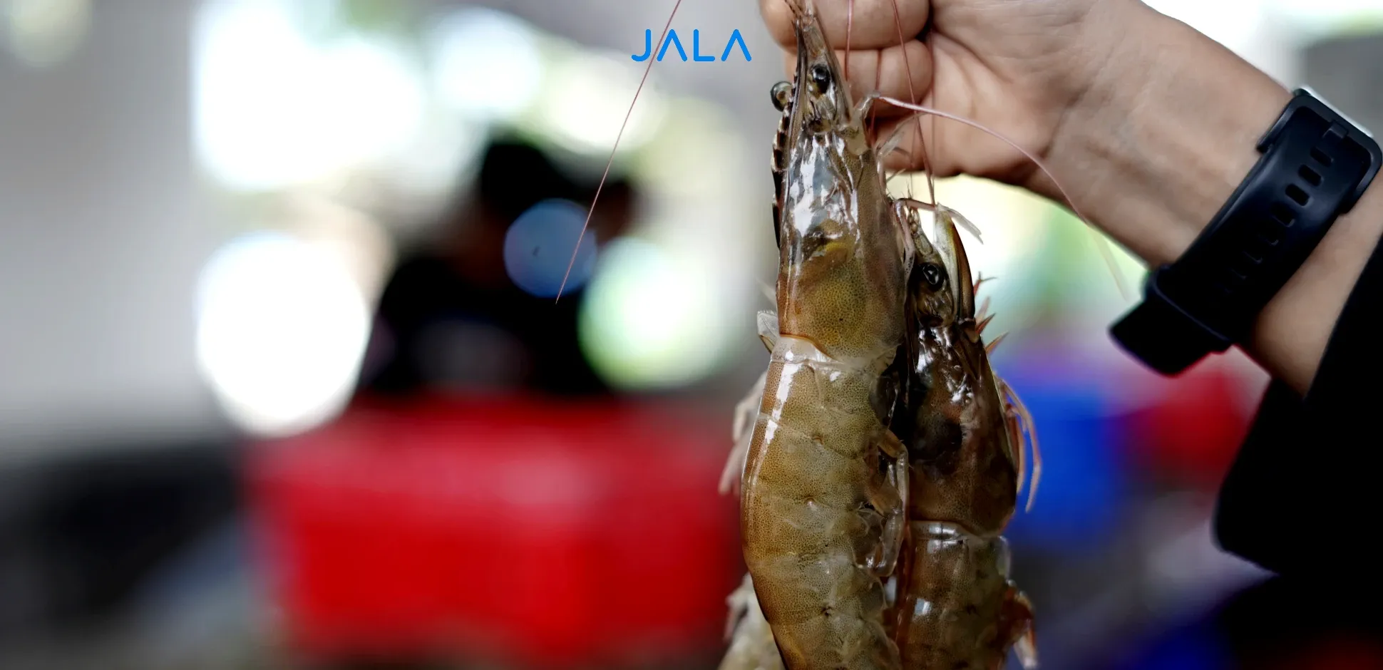 Antisipasi Pelaku Budi Daya Udang dalam Menghadapi Kabar Tarif Trump