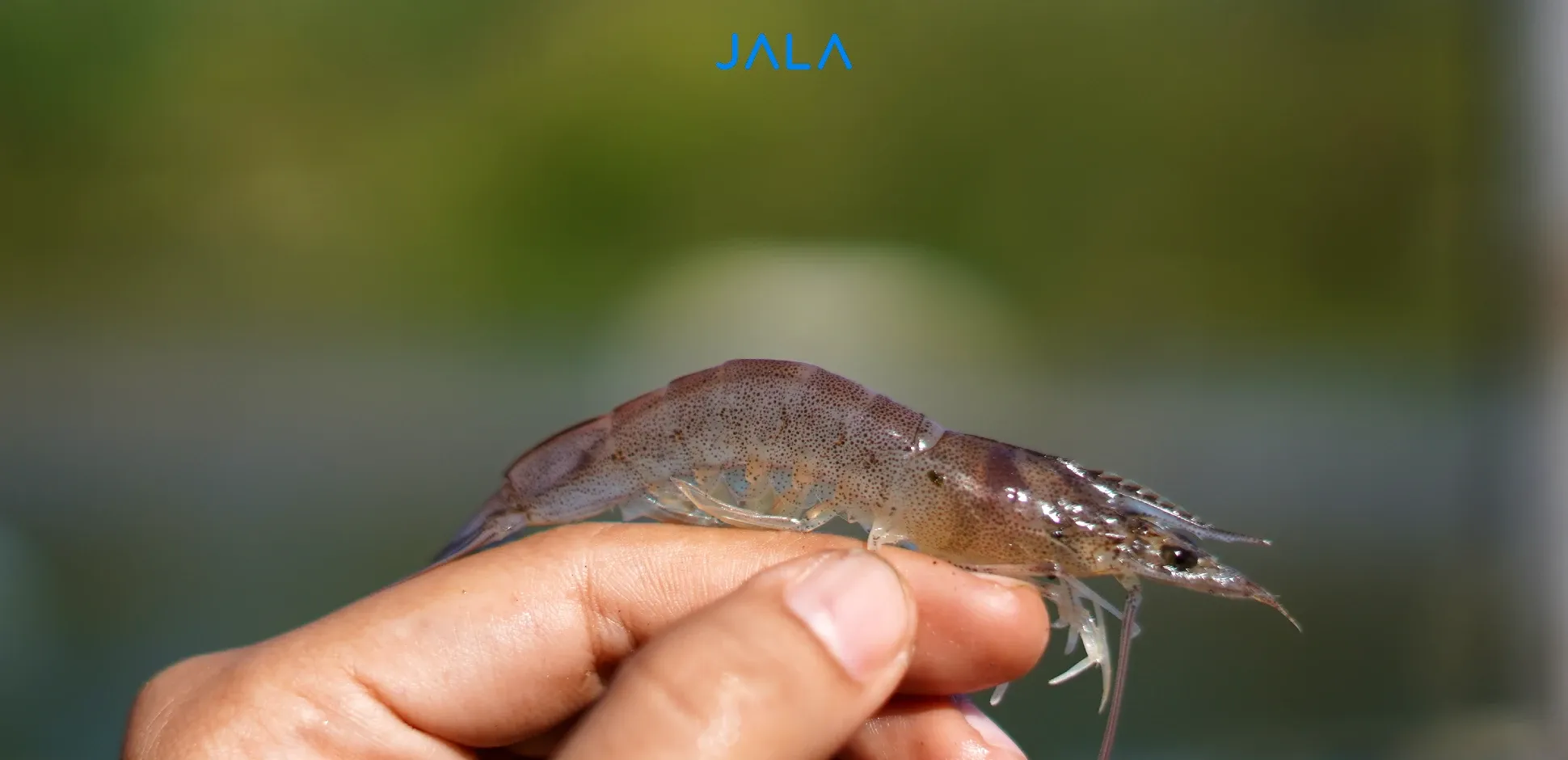 Siklus Hidup Udang Vaname: Dari Telur Hingga Dewasa