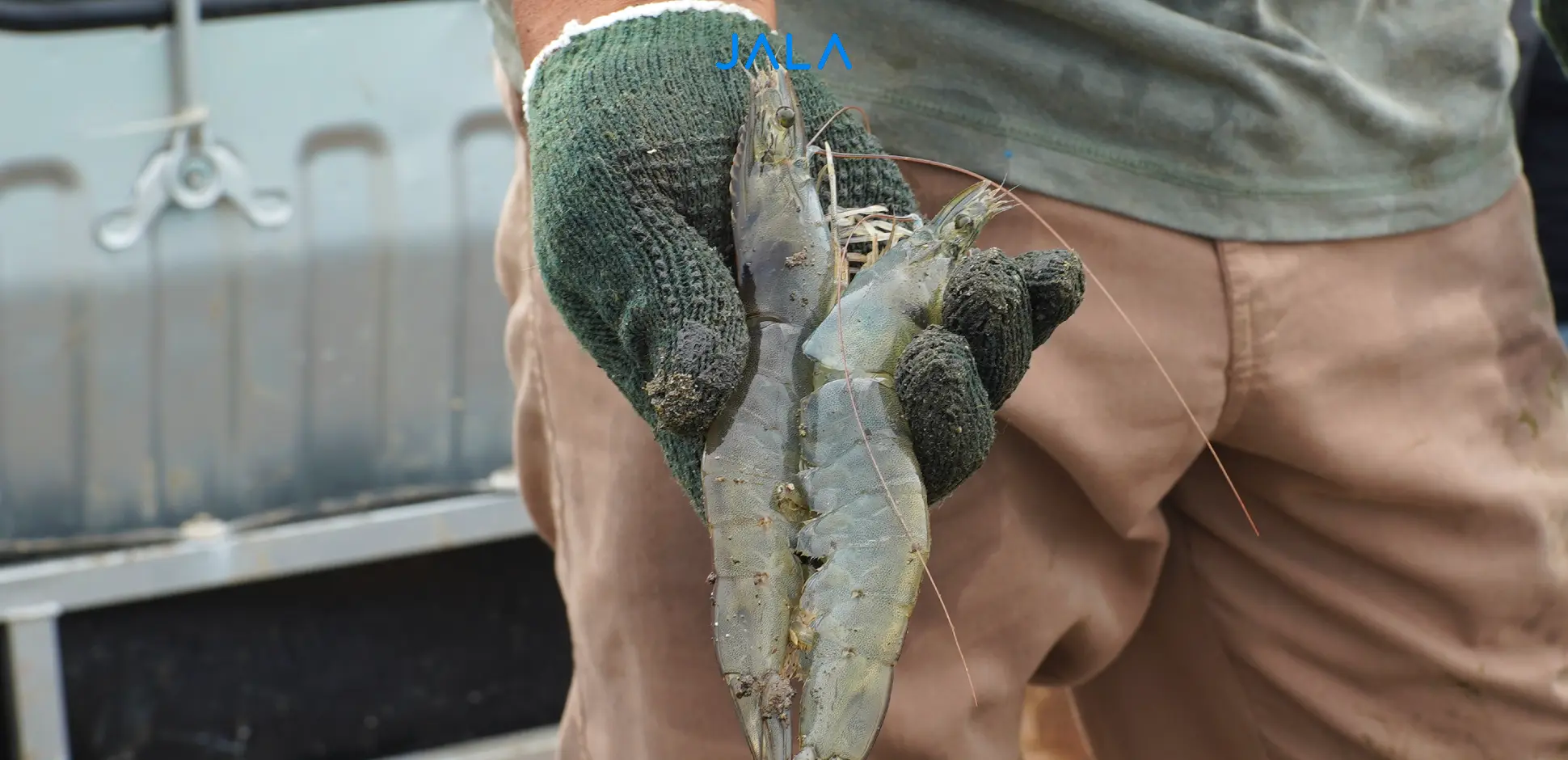 Cover - Size Udang.webp