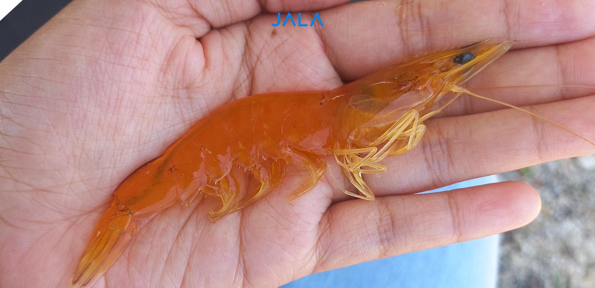 Tips Mencegah Penyakit Udang Vaname di Tambak