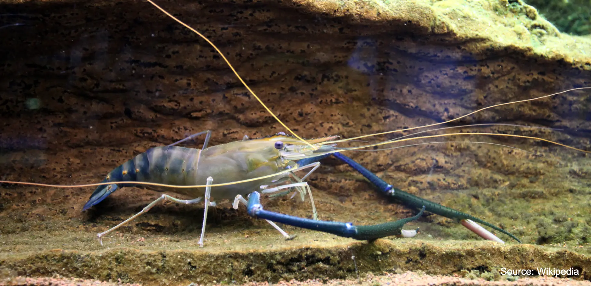 Giant Freshwater Prawn: Its Characteristics and Habitat