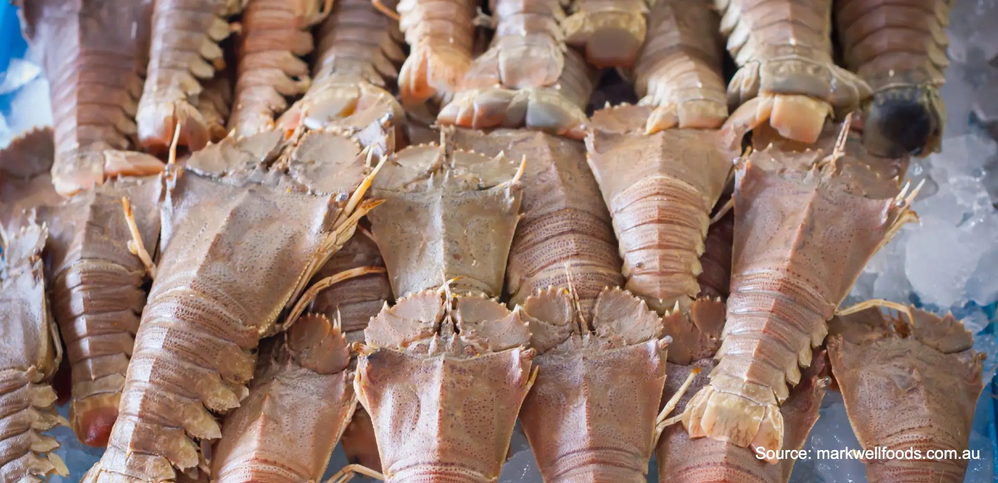 Udang Kipas: Harga dan Jenis-Jenisnya