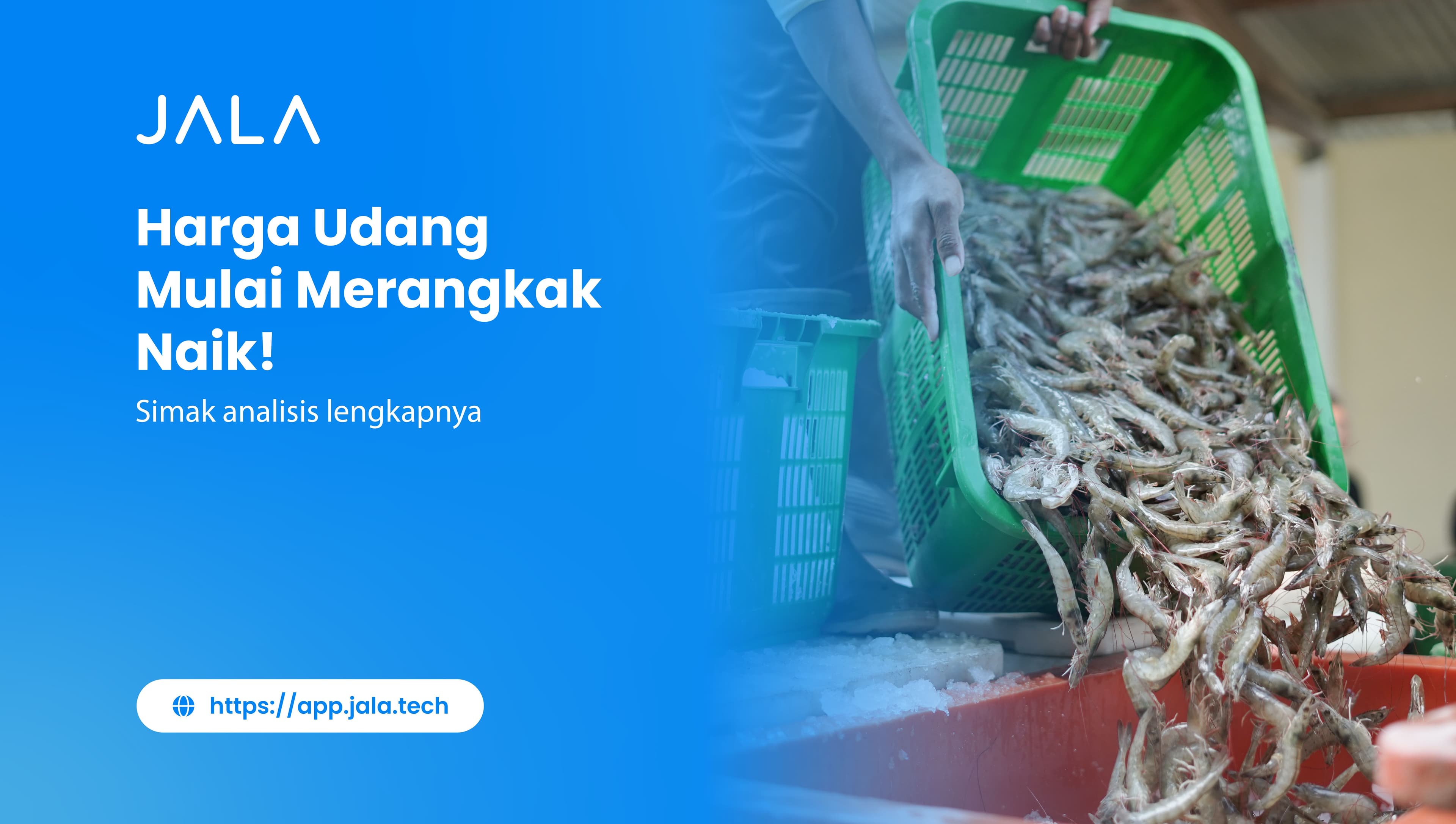 Harga Udang Mulai Merangkak Naik, Simak Analisis Lengkapnya