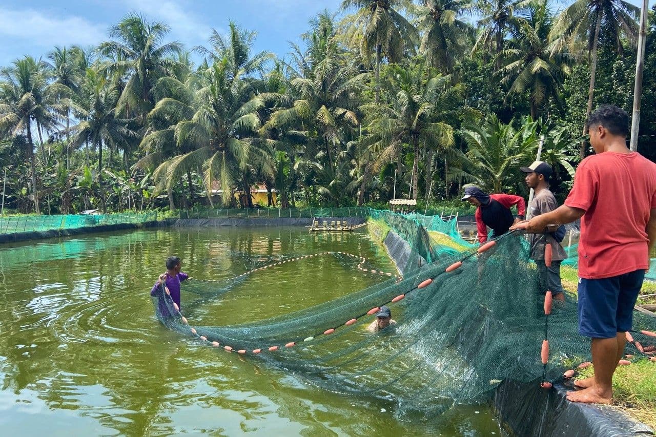 Memantau Harga Udang 2022, Cek Off-takernya di JALA