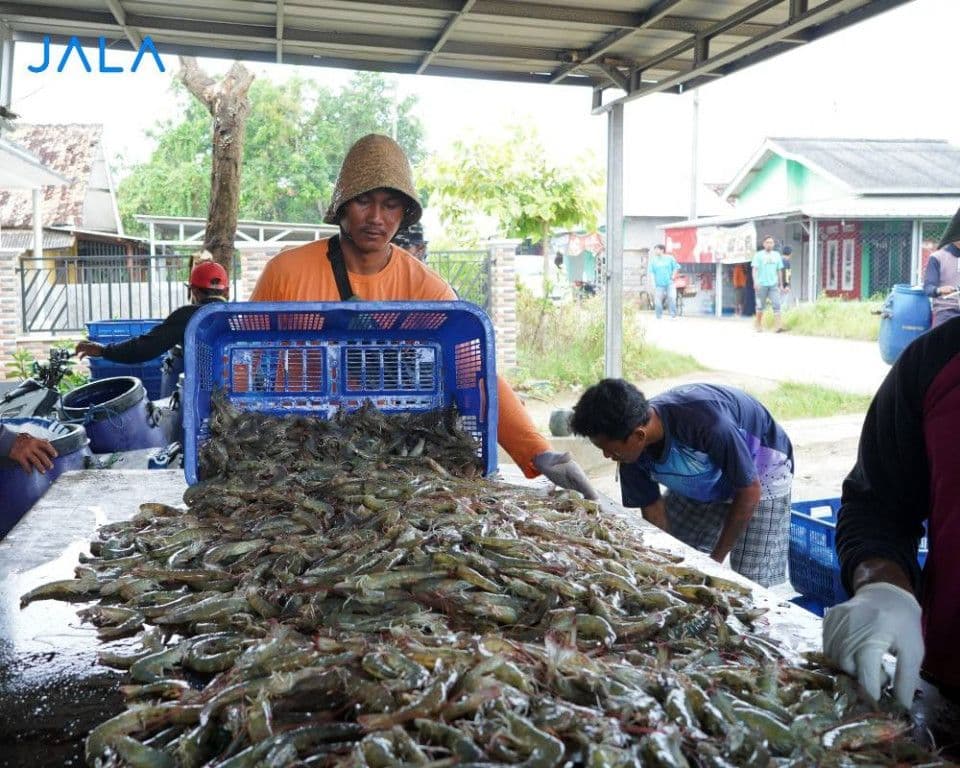 building-shrimp-farms-near-residential-areas.jpg