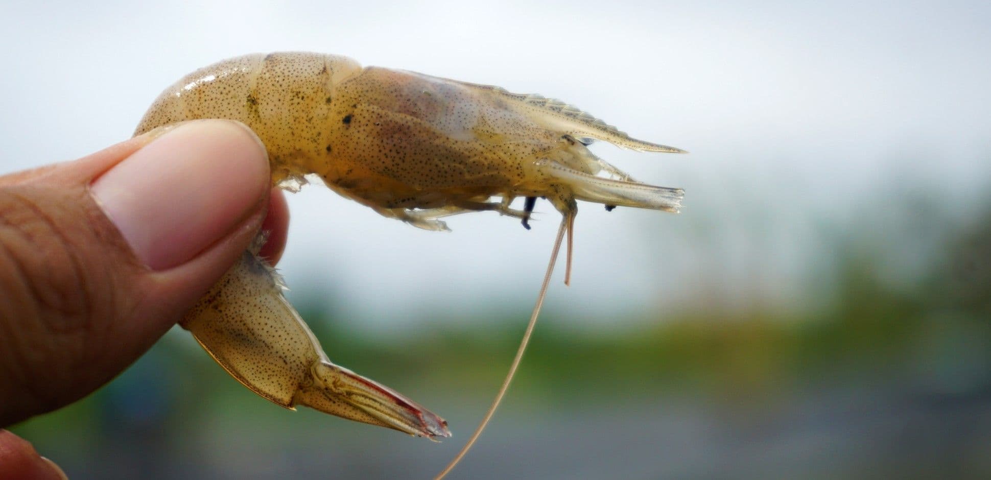 Waspada Perlu, Tapi Vibrio Tidak Selalu Berbahaya