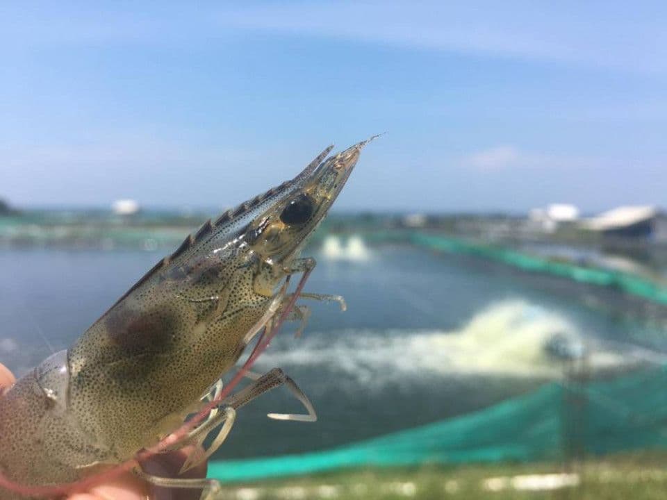 empat-virus-ini-bisa-menyerang-udang-vannamei-anda.jpg