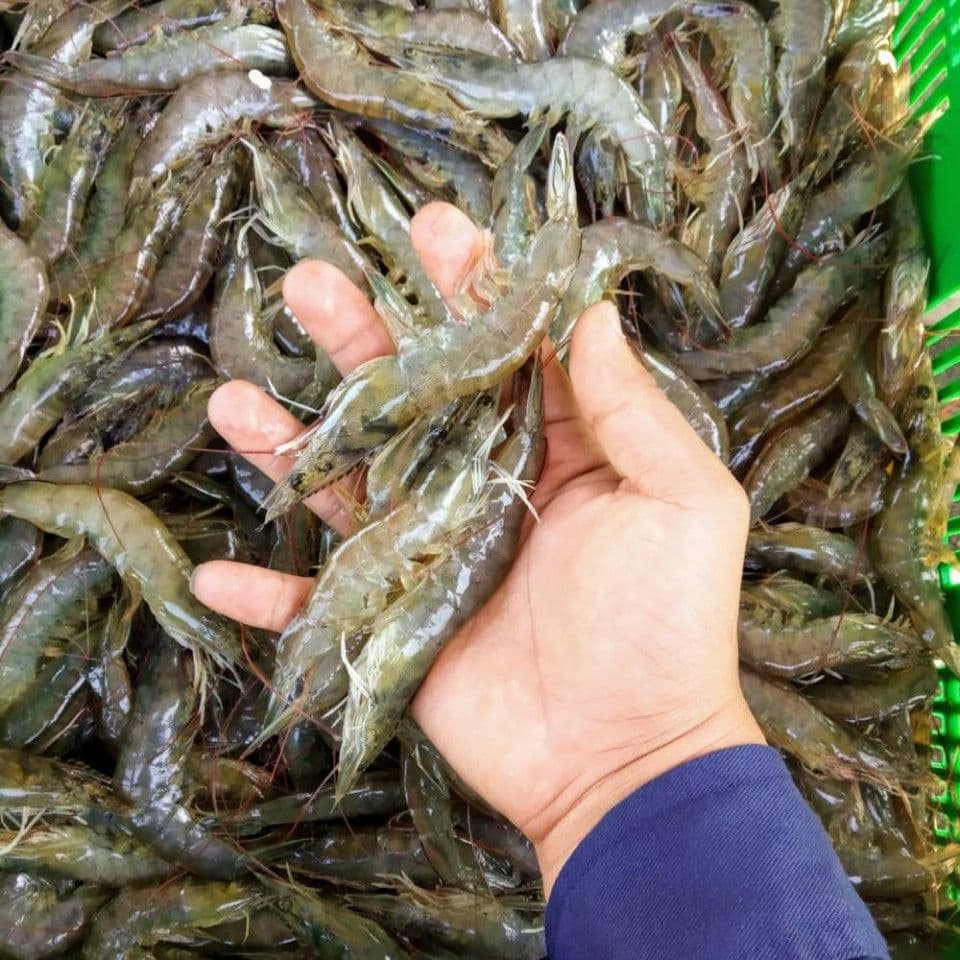 fluktuasi-harga-udang-dunia.jpg