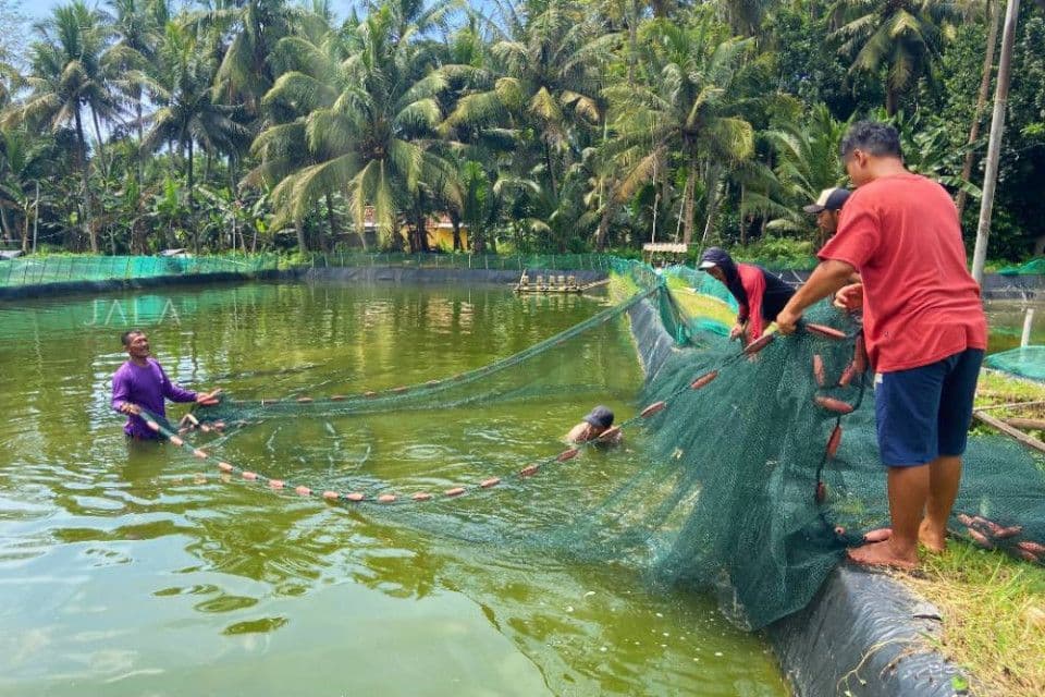 get-to-know-dinoflagellates-in-your-shrimp-farm.jpg