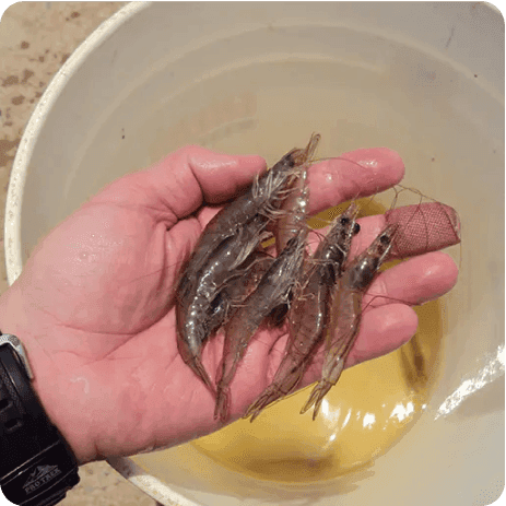 lab-udang-penyakit-4.png