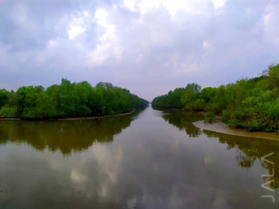 mangrove-dan-tambak-udang.jpg