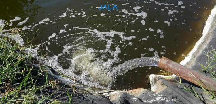 Ancaman Tersembunyi di Balik Air Pekat di Tambak Udang