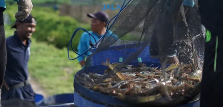 Performa Udang Menurun? Belum Tentu Karena Sakit