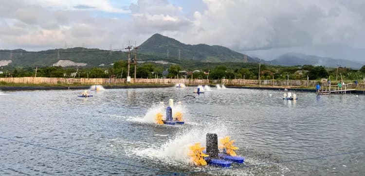 Memahami Carrying Capacity dan Pengaruhnya terhadap Budi Daya Udang