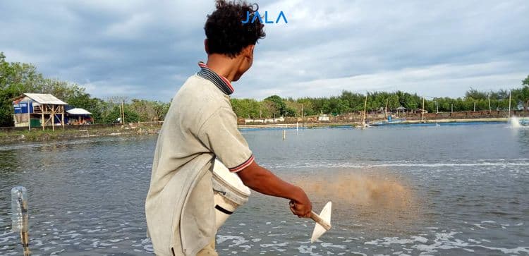 Harga pakan naik, wajib efisiensi pakan!