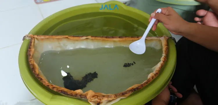 9 Panduan Memilih Benur Udang: Ciri yang Berkualitas dan Kurang Baik