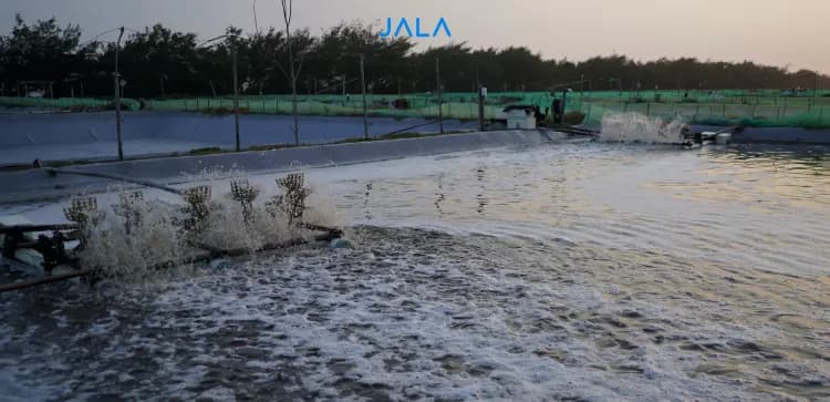 Paddle Wheels in Shrimp Ponds: Its Function and How It Works