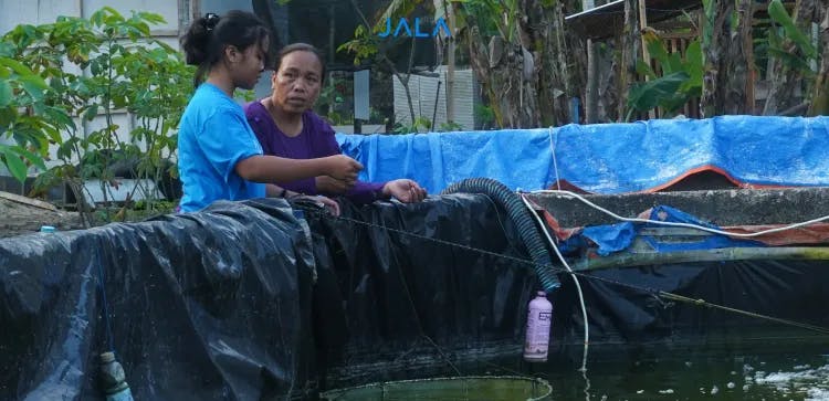 Kolam Udang - Shrimp Pond