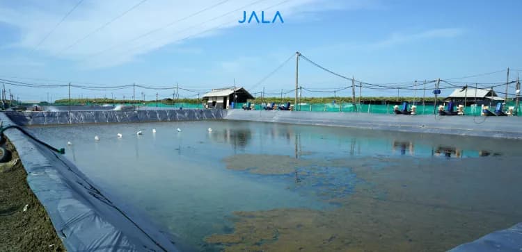 Langkah Persiapan Tambak Udang [Lengkap dan Detail]