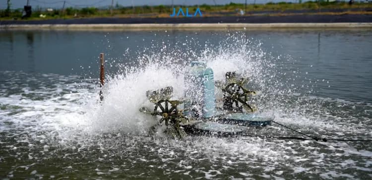Kunci Keberhasilan Waktu Pergantian Air dalam Budi Daya Udang