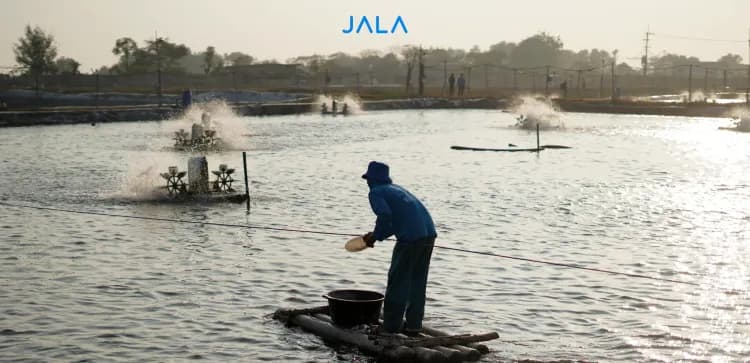 Peran dan Pengendalian Senyawa Nitrogen di Tambak Udang