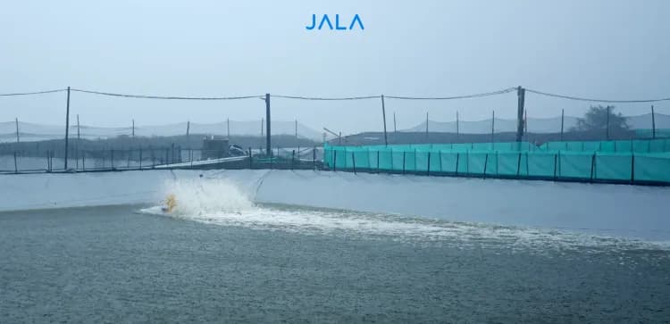 Cover - Pagar Waring Tambak.webp