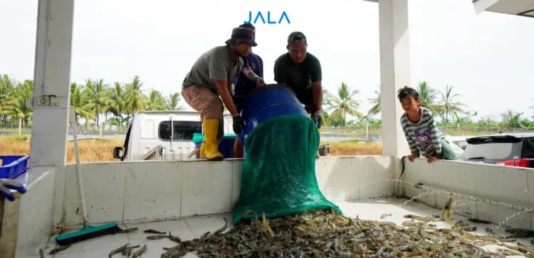 Proyek Climate Smart Shrimp Farming Panen Perdana, Membuka Jalan bagi Budi Daya Berkelanjutan di Asia