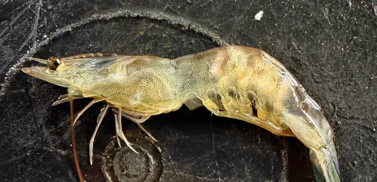 White Muscle Syndrom