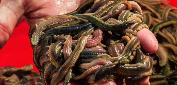 Polychaeta dalam Budidaya Udang: Mewujudkan Kesuksesan melalui Praktik yang Lebih Aman