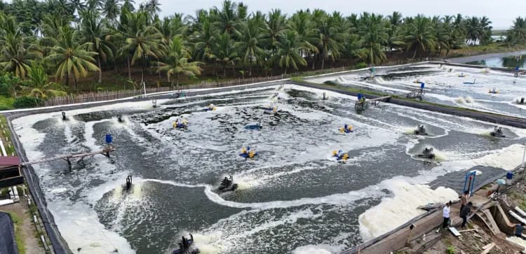 Pusing Efisiensi Operasional Tambak Udang? Ini Pos yang Bisa Anda Tekan