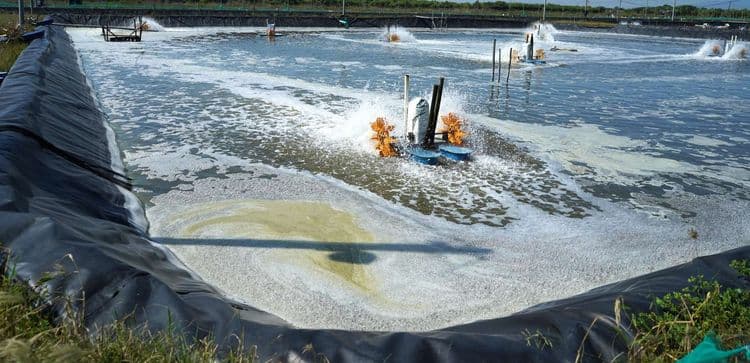 Strategi Menurunkan Kadar Amonia untuk Meningkatkan Produksi dan Kesehatan Udang