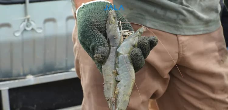 Cara Efektif Melakukan Sampling Udang Vaname