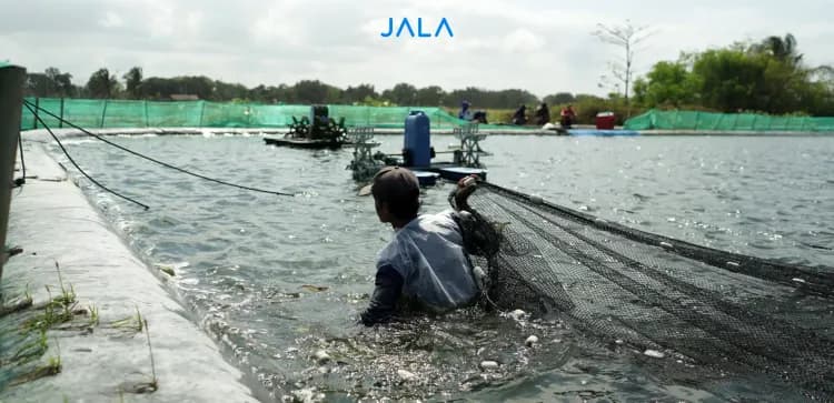 How to Determine the Ideal Carrying Capacity in Shrimp Farming
