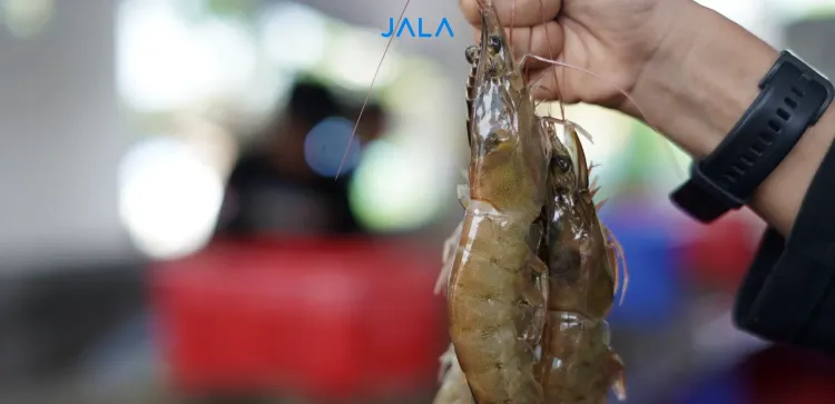 The Effect of Temperature on Shrimp Farming