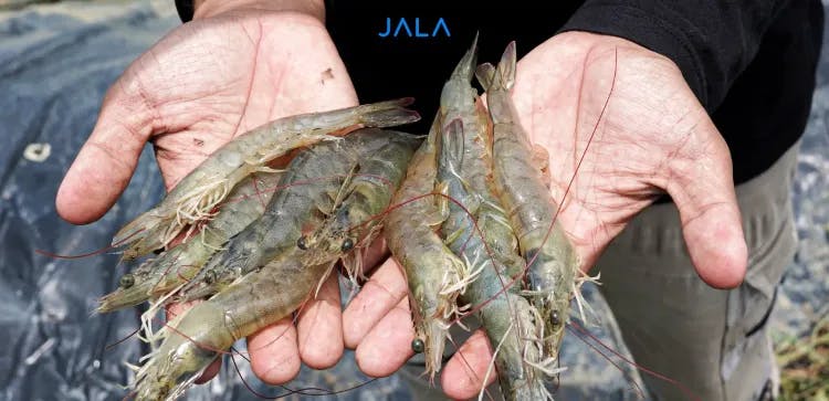 Tips in Getting High Quality Shrimp for Suppliers