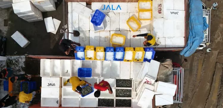 Indonesia Shrimp Export Challenges