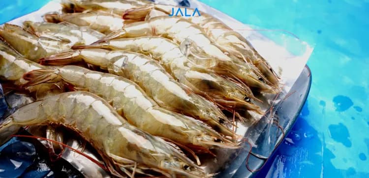 Ini 3 Keunggulan Udang Utuh JALA: Reseller Wajib Tahu!